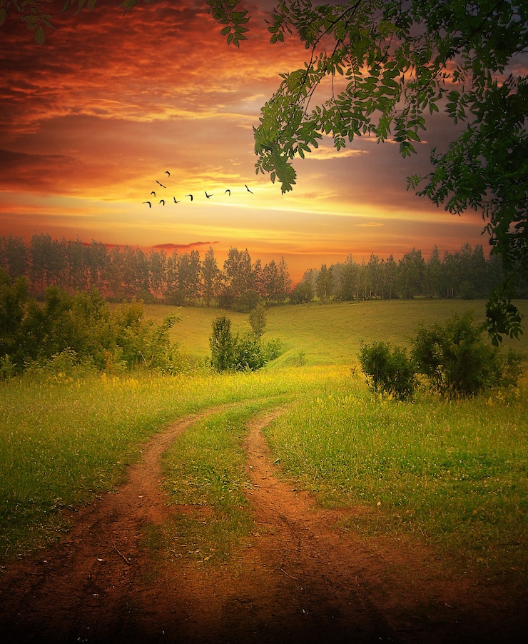 sand-road-green-field-tree